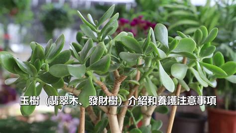 翡翠木開花|翡翠木修剪開花全攻略：掌握關鍵，輕鬆養出茂密花繁的翡翠